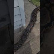 Huge Reticulated Python