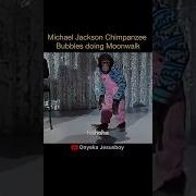 Michael Jackson Chimpanzee Bubbles Doing Moonwalk Michaeljackson Bubbles Trending