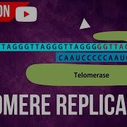 Telomere Replication Animation End Replication Problem Action Of Telomerase