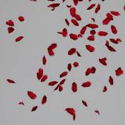 Red Rose Petals Falling White Background