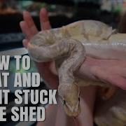My Snake Had A Bad Shed Here S What To Do