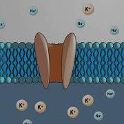 Electrochemical Gradient