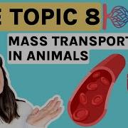 Transport In Animals ENTIRE TOPIC CIE A Level Biology Topic 8 Cambridge International