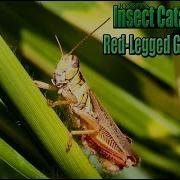Red Legged Grasshopper Close Up On Zebra Grass Melanoplus Femurrubrum