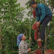 Harvesting Rare Red Forest Fruits To Sell At High Altitude Mountain Market
