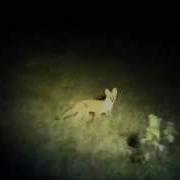 Calling A Fox With The Best Fox Call Original Fox Caller
