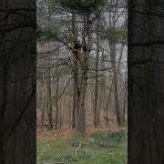 Cutting Pine Branches