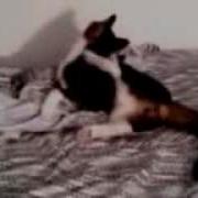 Cat Attacking Bed Sheets