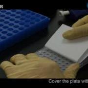 Real Time PCR