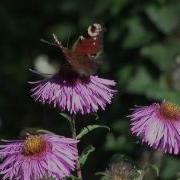 The Petals Fall Twice A Dramatic Reading