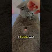This Cat Eats All The Fish And This Happened Next Shorts