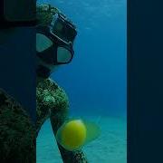 Diver Cracks Egg At 45 Ft Deep Shorts