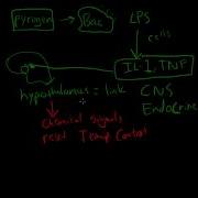 30 Chronic Inflammation Eosinophils Mast Cells Systemic Effects Of Inflammation