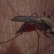 How To Protect Yourself From Bug Bites And Insect Borne Diseases
