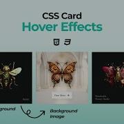 CSS Card Hover Effects HTML CSS