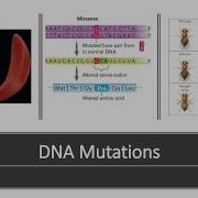 DNA Mutations