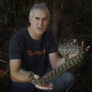CARPET PYTHONS CrittaCam
