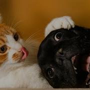 Cats Being Weird Again Funniest Cat Dog Moments 2025 Try Not To Laugh