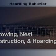 Assessing Burrowing Nest Construction Hoarding In Mice L Protocol Preview