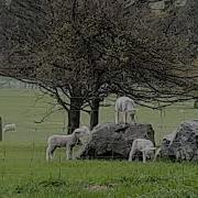Rock Jumping Lambs