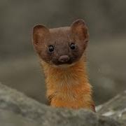 Try Hack Me Weasel