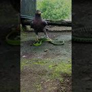 Eagle Attack Flying Snake Shorts Youtubeshorts Youtube Shortvideo Short