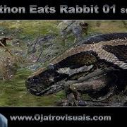 Python Drink 01 Stock Footage