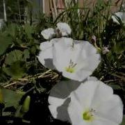 Morning Glory Timelapse