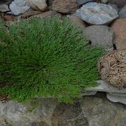 Resurrection Plant Rose Of Jericho Timelapse