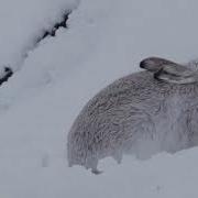 Best TV Theme Tune Springwatch Autumnwatch Winterwatch David Poore