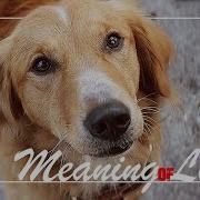 Multifandom Animals Meaning Of Life