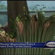 Rare Corpse Flower Blooms At Dartmouth College