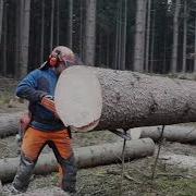 Lumberjack Little Harvester And Very Good Work In The Forest
