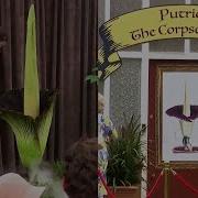 People Line Up To See And Smell Corpse Flower In Australia