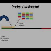 Next Gen SOLiD DNA Sequencing Method Explained