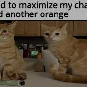 Cat Memes