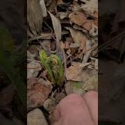 First Fiddleheads Of 2022