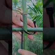 How To Secure Bamboo With Zip Ties Easy Trick Knot