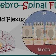 Cerebrospinal Fluid CSF And The Choroid Plexus Anatomy Of Choroid Plexus Function Of CSF