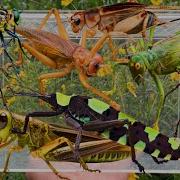 Wild Bug Catching Giant Grasshoppers Ferocious Beetles Bush Crickets More