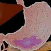 The Digestion Process What Happens To Your Food As It Travels Through Your Body Until It Exits