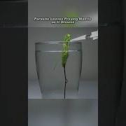 Parasite Escapes As Praying Mantis Drowns