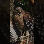 Red Shouldered Hawk Calling In A Florida Swamp