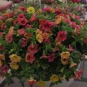 Spring Trials 2018 Westhoff