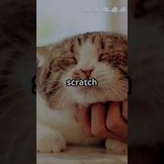 Furry Distraction CatNaps CatFail YouTubeShorts WorkFromHomeLife