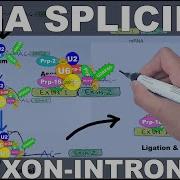 RNA Splicing Mechanism