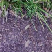 Optic Flow Movie Assignment Example 2