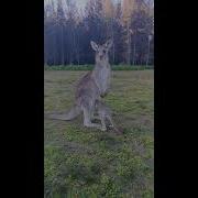 Baby Kangaroo Enters The Pouch
