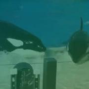 Kasatka Love Me Like You Do
