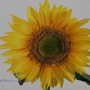 Sunflower Fibonacci Sequence In Nature With Spiralling Patterns Time Lapse